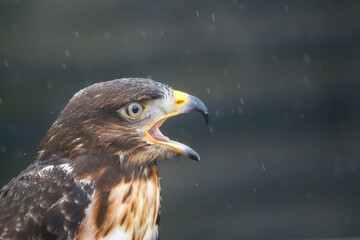 Closeup of a beautiful Red-tailed hawk in a forest on a blurred background