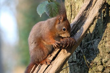 Closeup of a red squirrel holding a pinecone