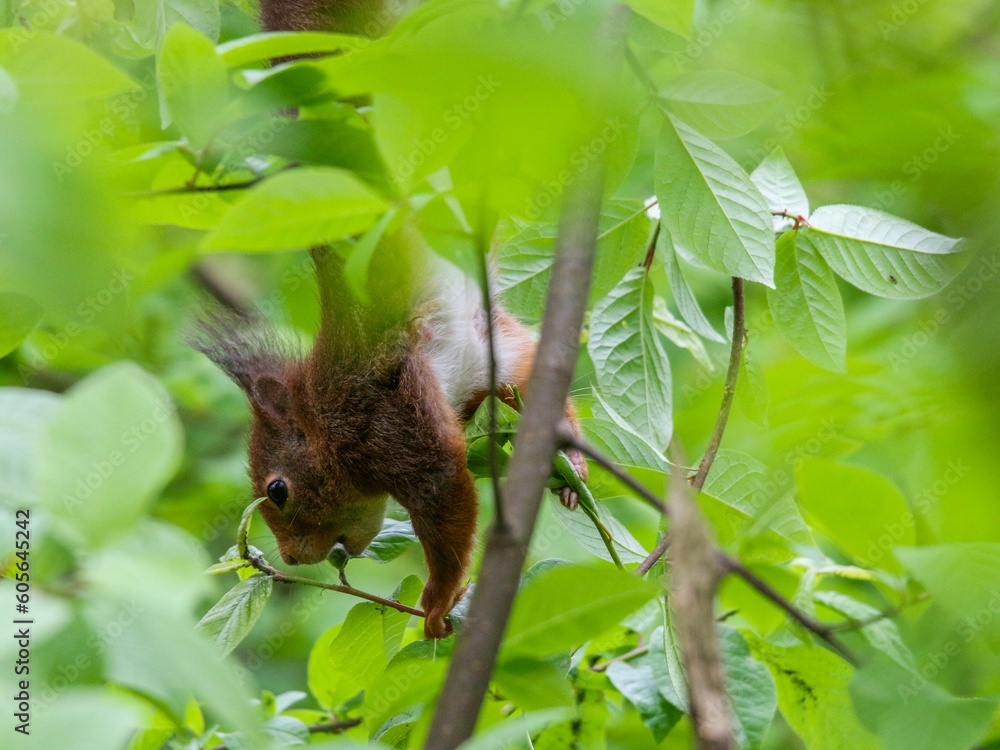 Poster closeup shot of a red squirrel hanging from the branches of a tree in a forest
