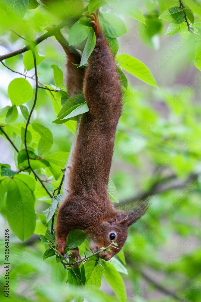 Poster vertical closeup shot of a red squirrel hanging from the branches of a tree in a forest
