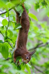 Vertical closeup shot of a Red squirrel hanging from the branches of a tree in a forest