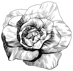 Rose flower isolated on white. Hand drawn vintage illustration.
