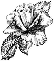 Fototapeta premium Rose flower isolated on white. Hand drawn vintage illustration.