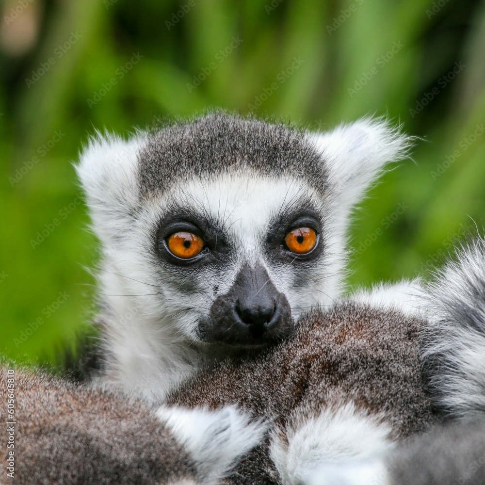 Wall mural Closeup of a beautiful lemur at the zoo on a blurred background