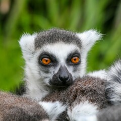 Closeup of a beautiful lemur at the zoo on a blurred background © Woodhicker_shots1/Wirestock Creators