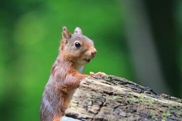 Naklejka na ściany i meble Closeup of a cute squirrel on a wood with blurred background