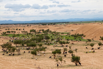 Flock of goats in Elsen Tasarkhai