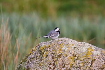 Wagtail bird standing on a rock in a blurry background of a grass field