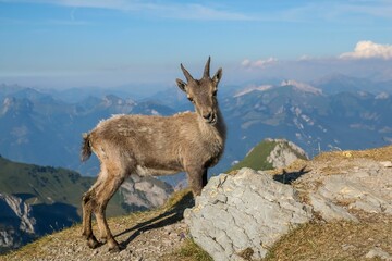 Mountain goat standing on the edge of the hill