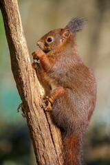 Naklejka na ściany i meble Brown squirrel climbing on the tree