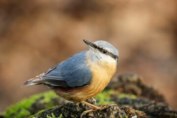 Blue tilt perching on a wood with blurred background