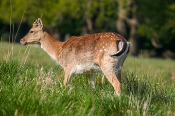 Fototapeta premium Deer grazing in the meadow