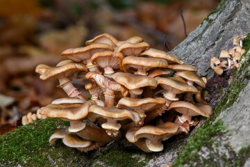 Closeup shot of a heap of wild oyster mushrooms on a mossy tree surface