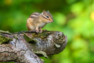 Naklejka na ściany i meble Closeup shot of a chipmunk on a tree branch against a blurred background
