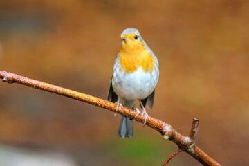 Fototapeta premium Closeup shot of a European robin perching on a tree branch against a blurred background