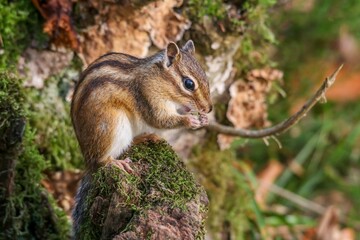 Naklejka na ściany i meble Shallow focus shot of a common chipmunk sitting on a mossy wood and eating