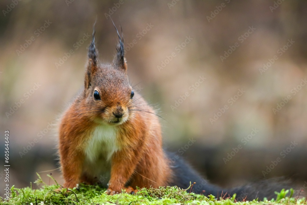Poster closeup of a red squirrel (sciurus vulgaris) on a broken trunk of a tree against blurred background