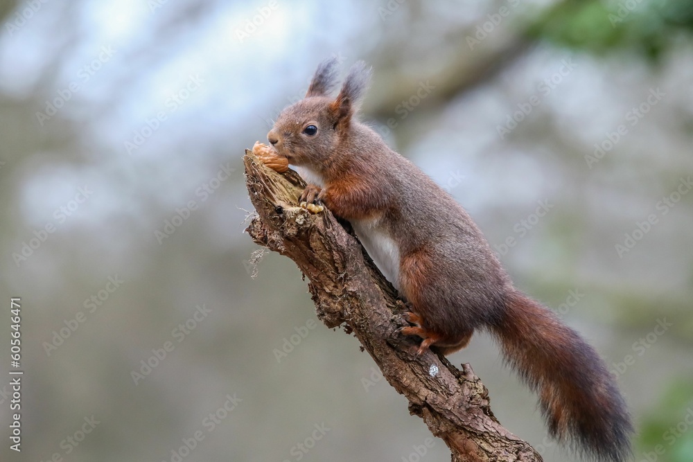 Poster selective focus of the red squirrel (sciurus vulgaris) perched on the branch on a blurry background