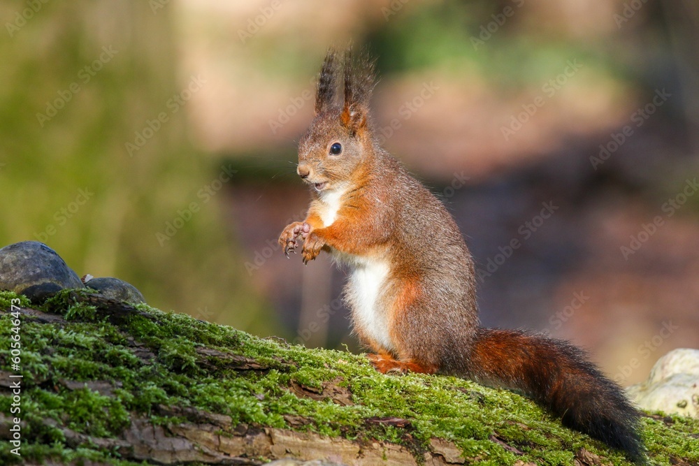 Poster selective focus of the red squirrel (sciurus vulgaris) perched on the branch on a blurry background
