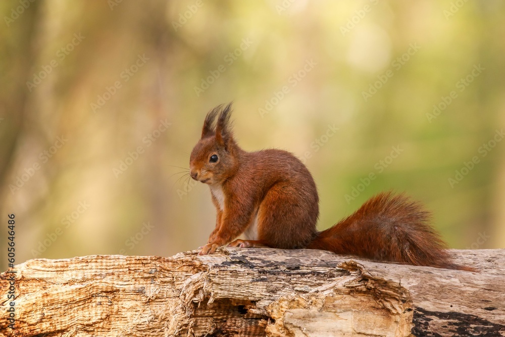 Poster closeup of a common squirrel (sciurus vulgaris) on the broken trunk of a tree on blurred background