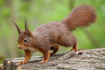 Naklejka na ściany i meble Closeup shot of a brown squirrel on a tree bark on all fours