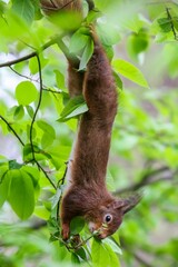 Fototapeta premium Brown squirrel hanging from tree
