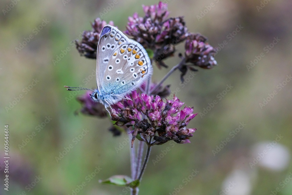 Poster Closeup of a beautiful Polyommatus eros butterfly pollinating a purple flower