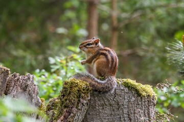 Cute Siberian chipmunk standing on the cut trunk of a tree