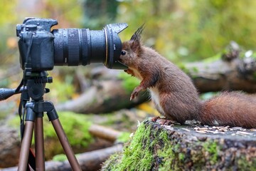 Cute Red squirrel looking through the camera lense © Woodhicker_shots1/Wirestock Creators