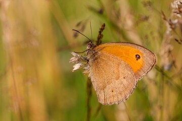 Closeup of a beautiful Meadow brown butterfly pollinating a plant