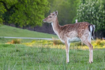 Naklejka na ściany i meble Female European fallow deer standing in the field