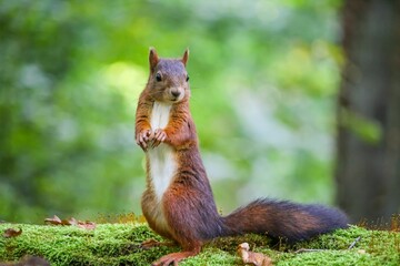 Closeup of a common squirrel (Sciurus vulgaris) against blurred background