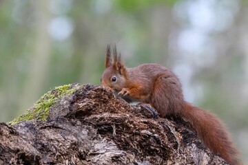 Naklejka na ściany i meble Closeup of a common squirrel (Sciurus vulgaris) on a broken tree against blurred background