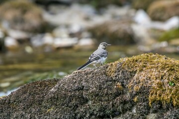 Closeup of a White Wagtail (Motacilla alba) on a stone against blurred background