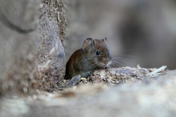 Naklejka na ściany i meble Closeup of a cute mouse