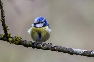 Closeup shot of the Eurasian blue tit perched on the tree branch