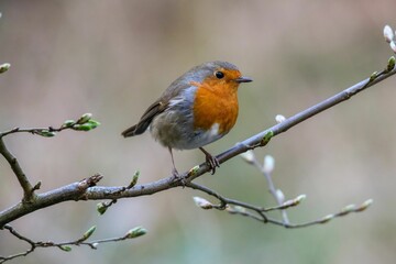 Closeup shot of the European robin perched on the tree branch