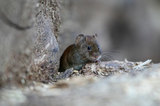 Closeup of a cute mouse