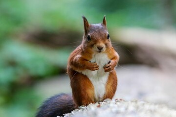 Obraz premium Selective focus shot of an adorable red squirrel