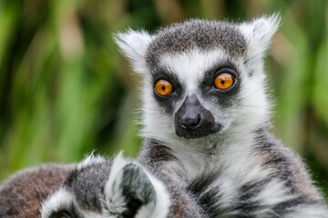 Closeup shot of a beautiful lemur with bright orange eyes - obrazy, fototapety, plakaty