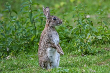 Fototapeta premium Closeup shot of an adorable brown bunny standing on its hind feet