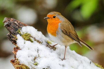 Closeup shot of an orange European robin perched on snowy wood