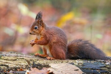 Naklejka na ściany i meble Closeup of a cute squirrel eating nut on a wood