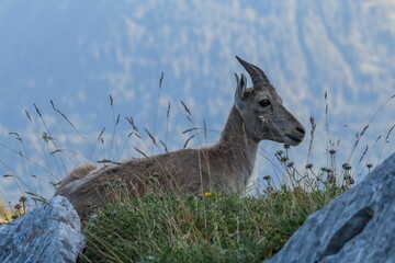 View of a beautiful goat on a hill with grass on a sunny day
