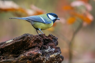 Closeup of a beautiful Great tit standing on a wood in the forest