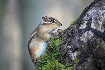 Closeup of a Siberian chipmunk (Eutamias sibiricus) on a tree trunk against blurred background
