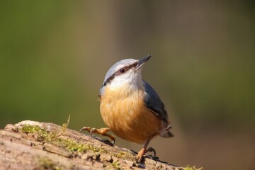 Closeup of a common nuthatch (Sitta europaea) on a wood against blurred background