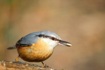 Closeup of a common nuthatch (Sitta europaea) on a wood against blurred background