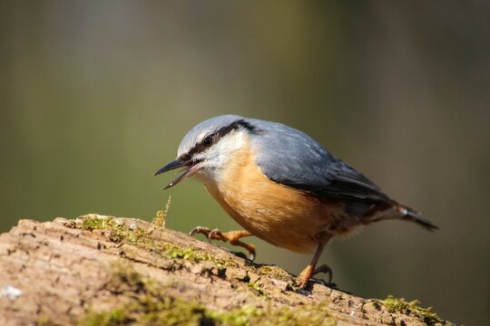 Closeup of a common nuthatch (Sitta europaea) on a wood against blurred background © Woodhicker_shots1/Wirestock Creators