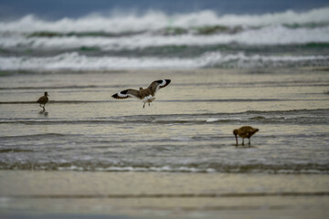 Beautiful shot of some birds at a beach near the sea